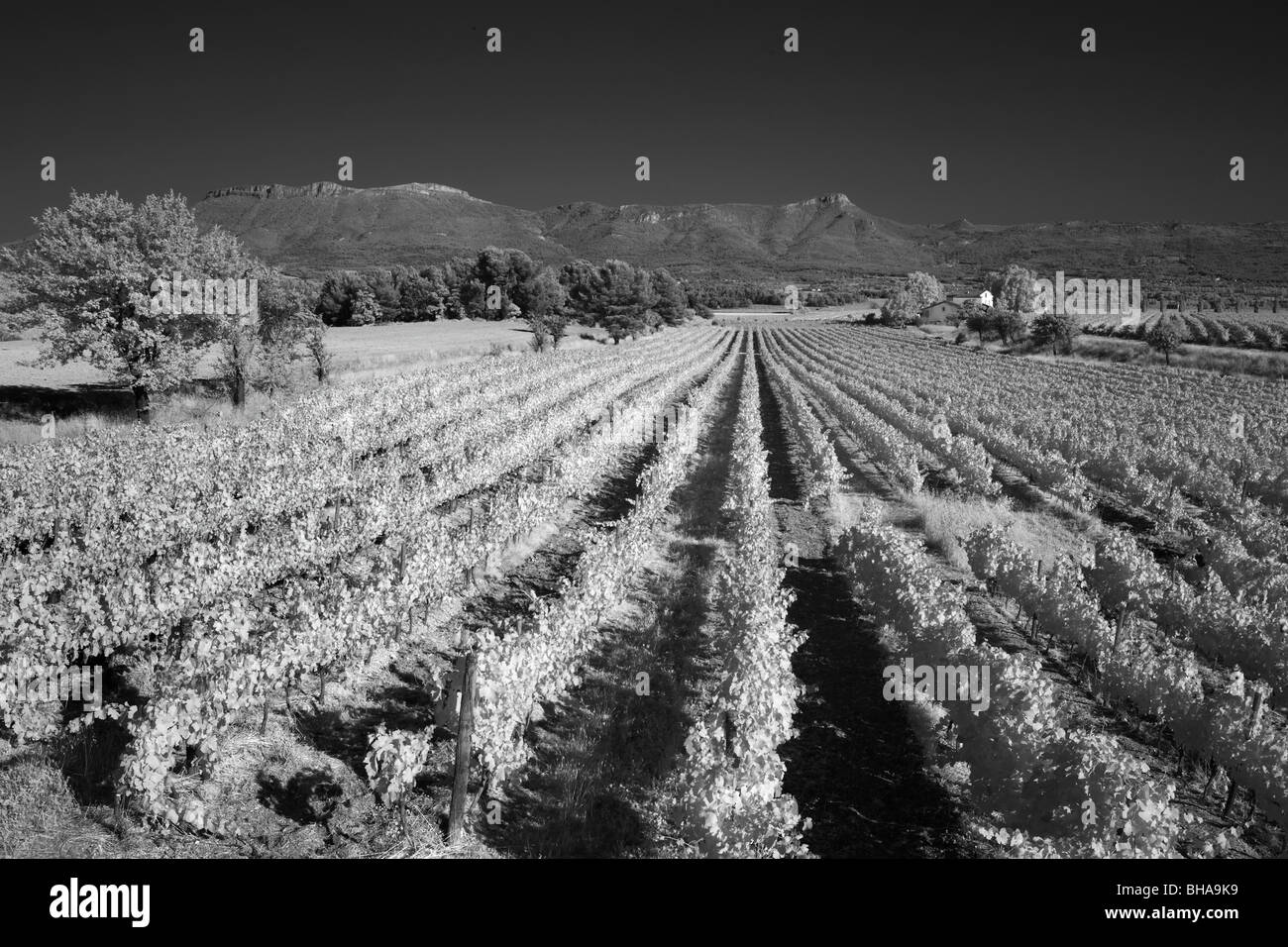 ein Weinberg nr Puyloubier, Bouches-du-Rhône, Provence, Frankreich Stockfoto