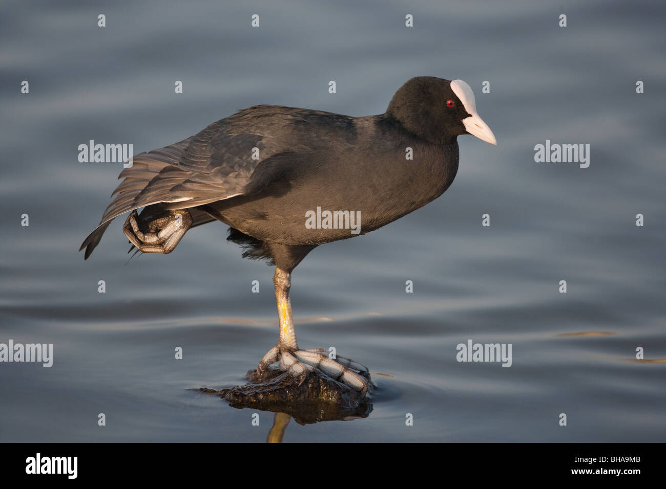 Blässhuhn Fulica Atra dehnen Stockfoto