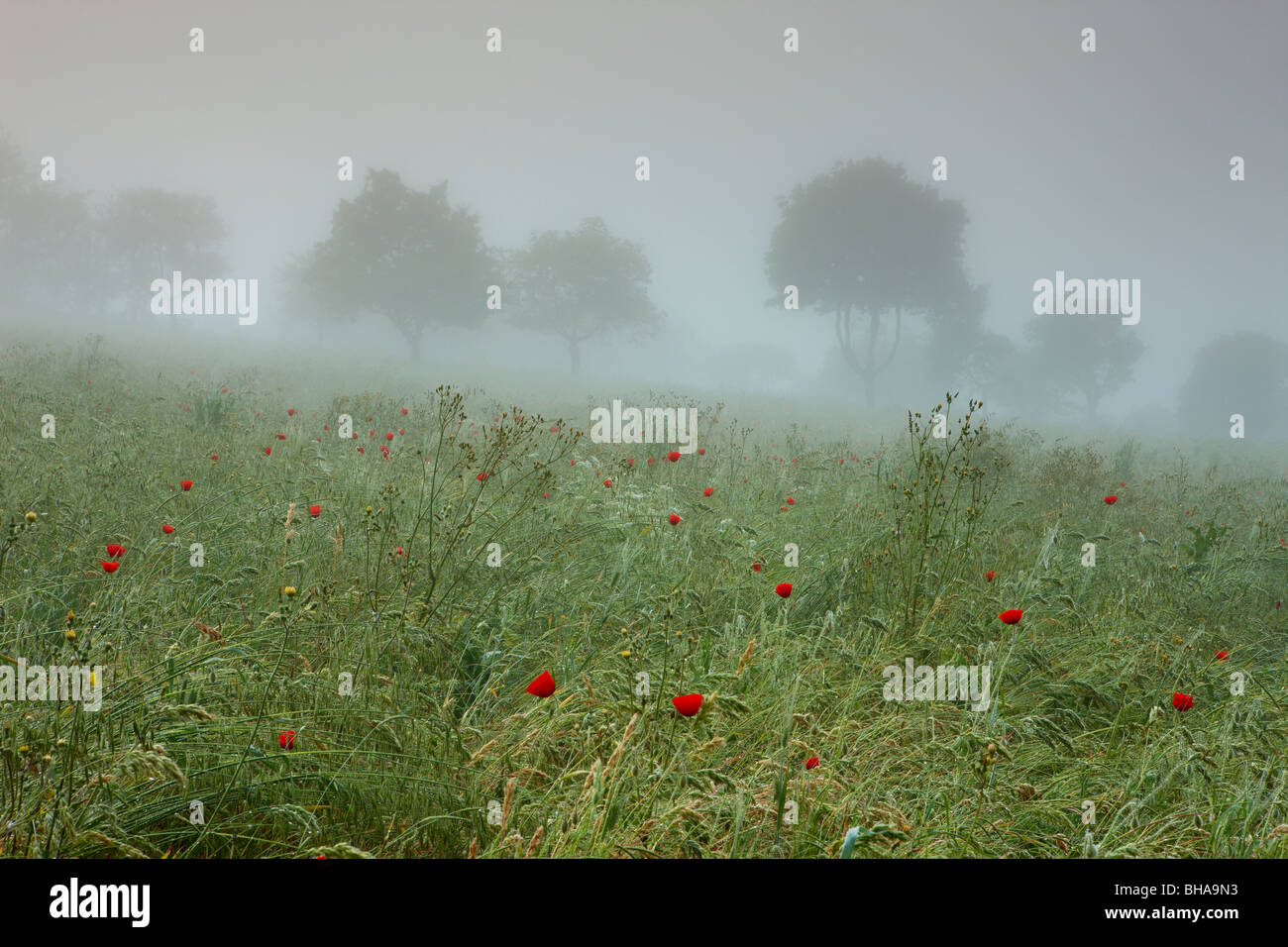 Mohn in den Nebel nr Preci, Valnerina, Umbrien, Italien Stockfoto