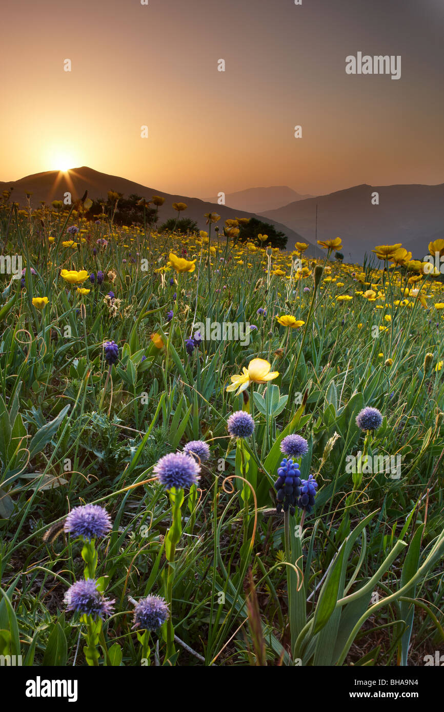 Wildblumen auf der Forca Canapine bei Sonnenaufgang im Nationalpark der Monti Sibillini, Umbrien, Italien Stockfoto