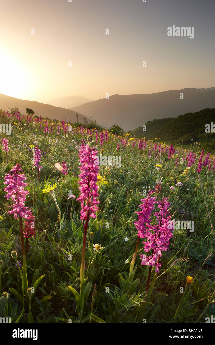 Wildblumen auf der Forca Canapine bei Sonnenaufgang im Nationalpark der Monti Sibillini, Umbrien, Italien Stockfoto