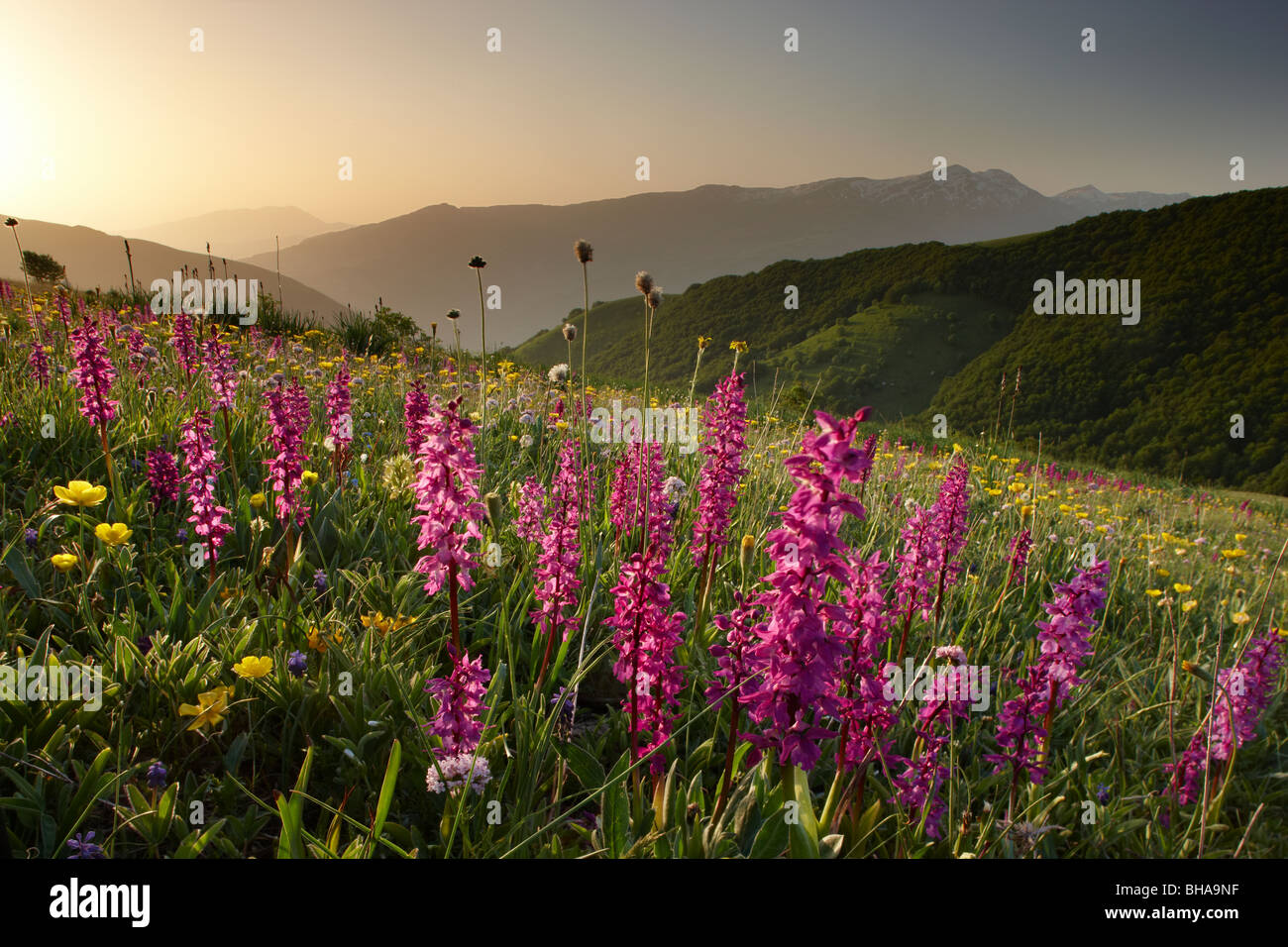 Wildblumen auf der Forca Canapine bei Sonnenaufgang im Nationalpark der Monti Sibillini, Umbrien, Italien Stockfoto
