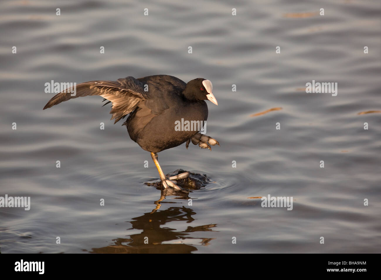Blässhuhn Fulica Atra dehnen Stockfoto