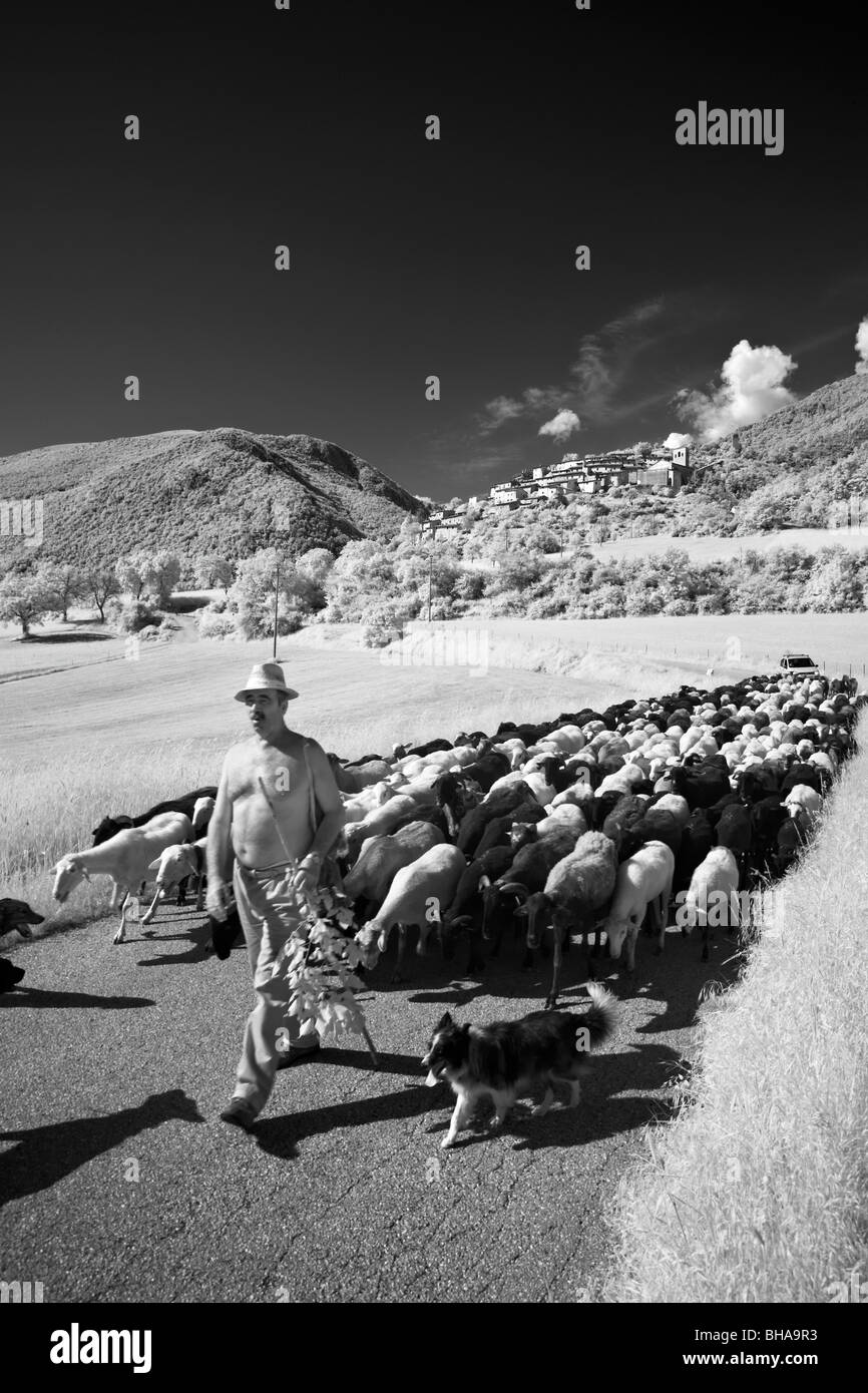 Santino, einem umbrischen Schäfer mit seiner Herde auf Campi, Umbrien, Italien Stockfoto
