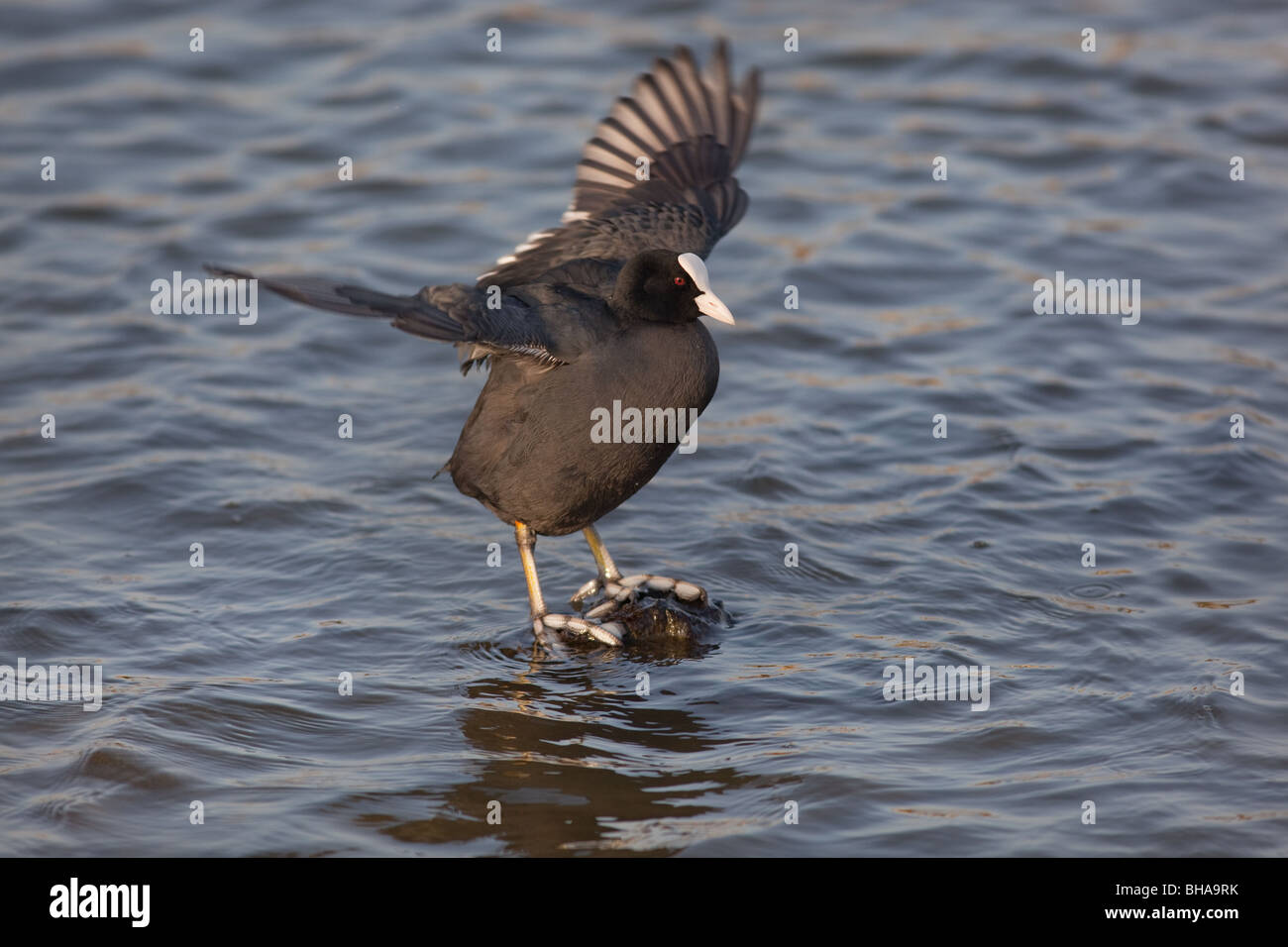 Blässhuhn Fulica atra Stockfoto