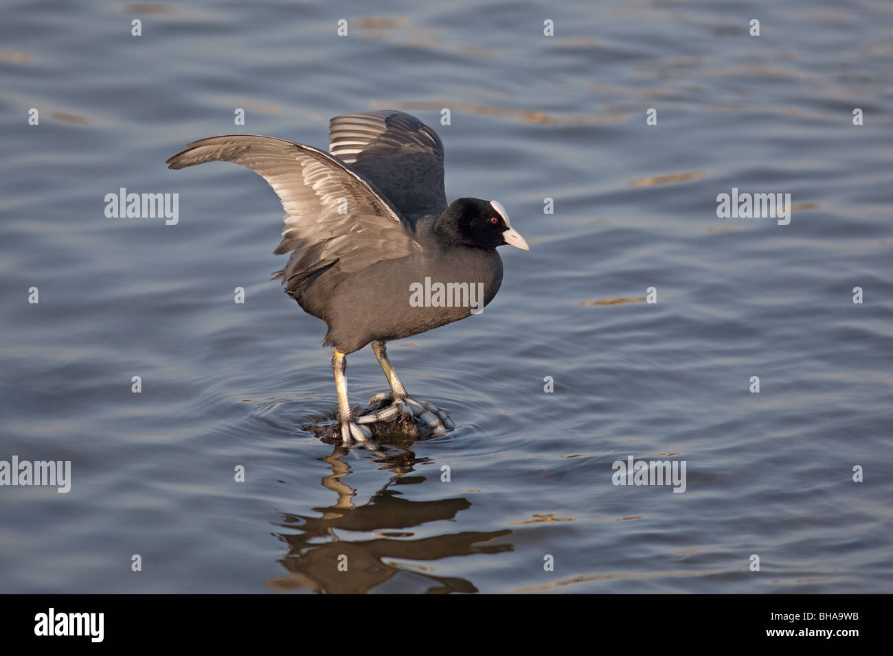 Blässhuhn Fulica atra Stockfoto