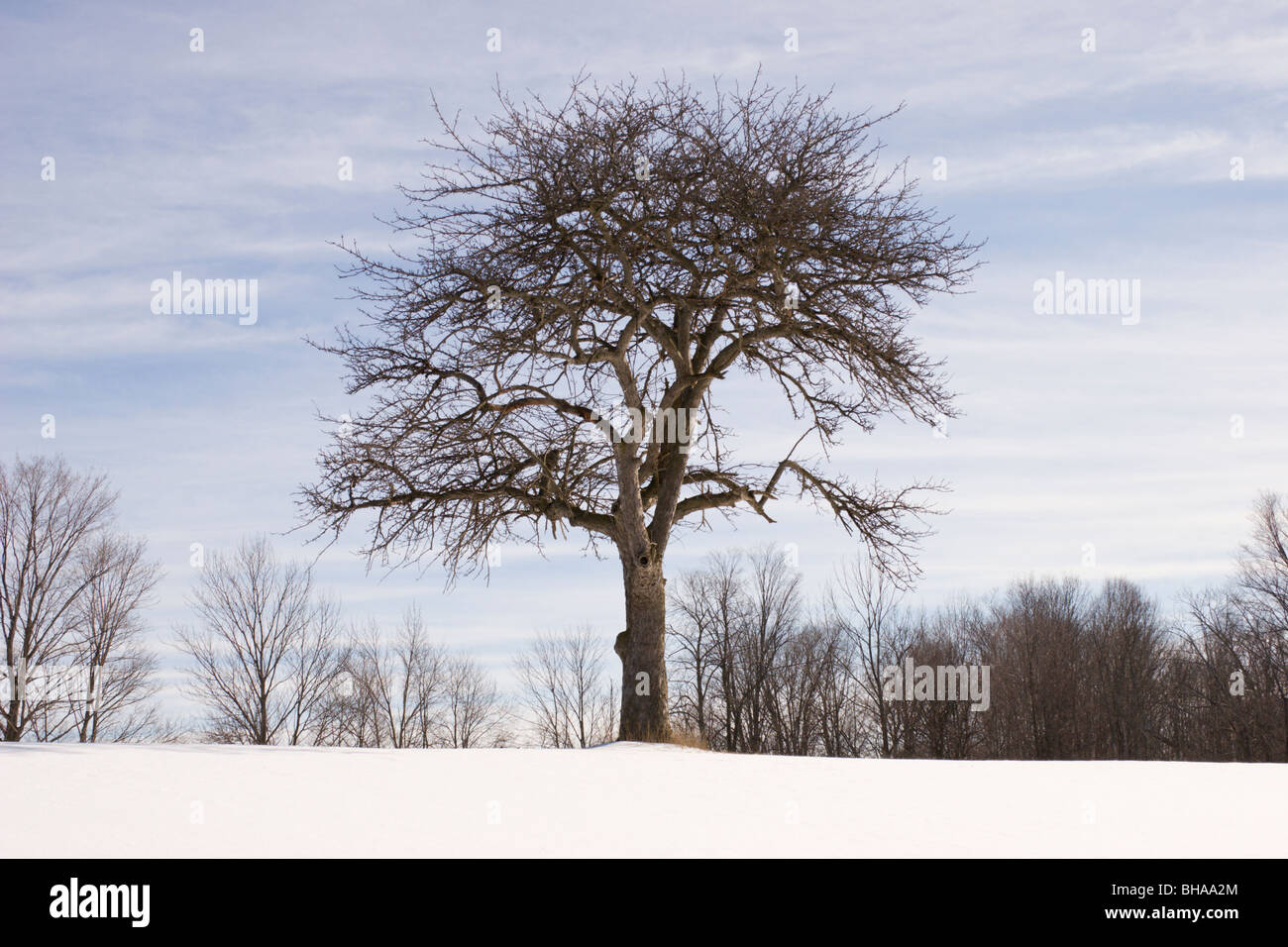 Baum Winter Szene Apfel Apfelbaum Stockfoto