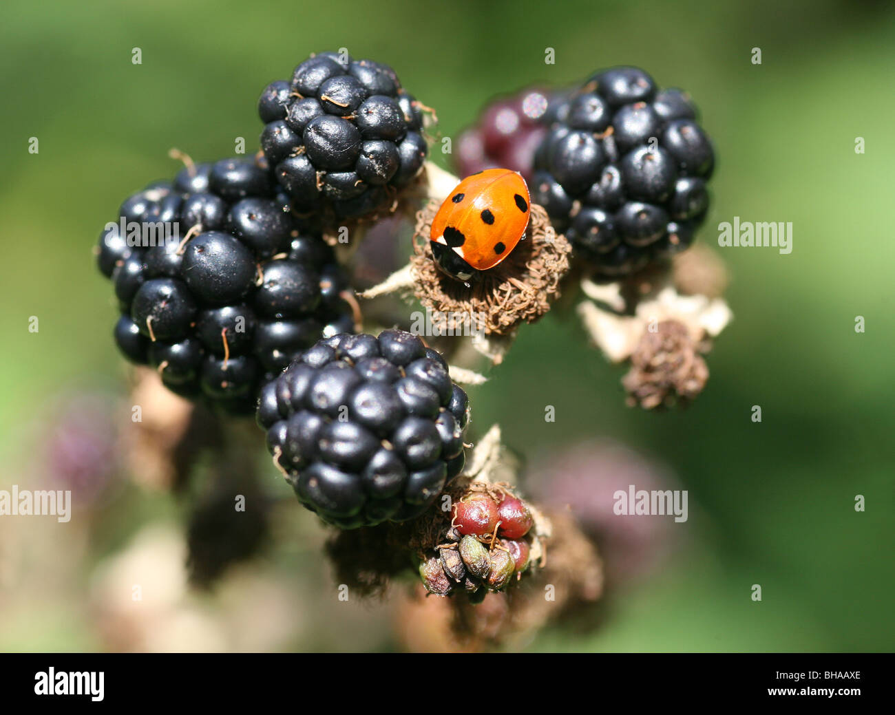 Ein Marienkäfer, Marienkäfer oder Ladybeetle (Coccinellid) auf einem Reifen gemeinsame Blackberry Busch (Rubus Fruiticosus) Stockfoto