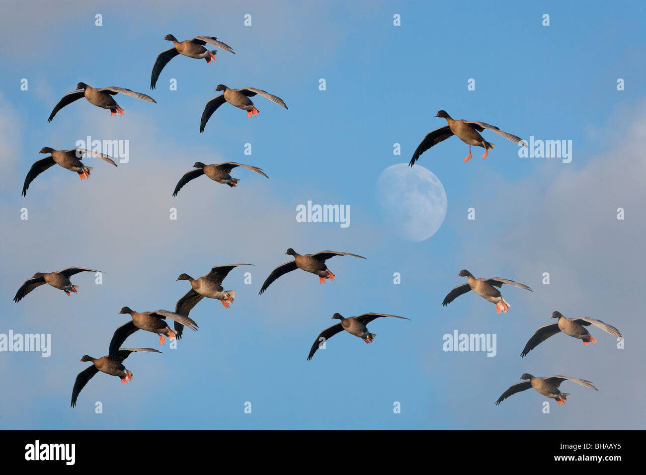 Pinkfarbene Gänse Anser brachyrhynchus Holkham Norfolk und aufgehender Mond Stockfoto