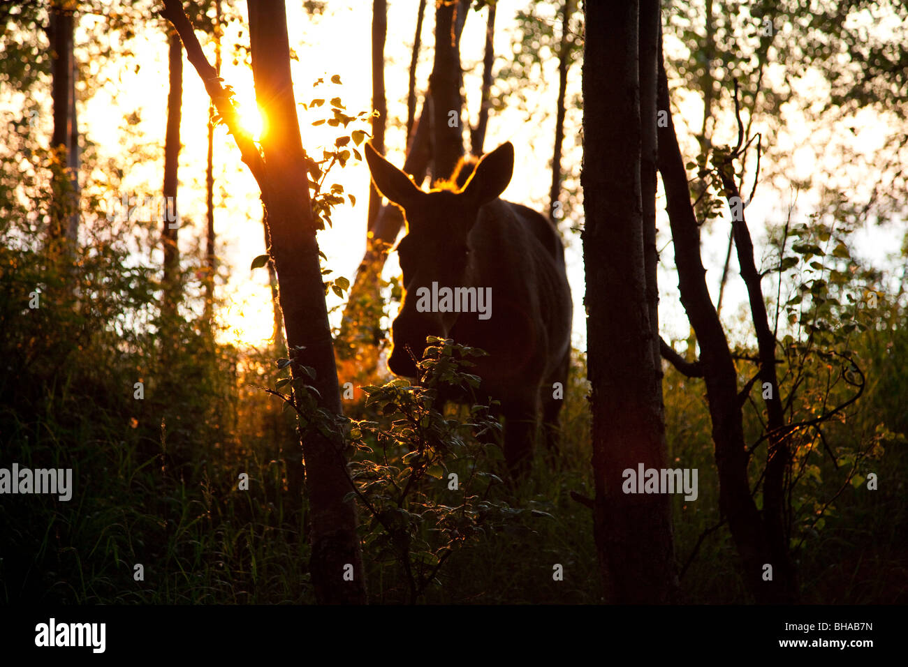 Silhouette der Elch auf der Tony Knowles Coastal Trail bei Sonnenuntergang, / nAnchorage, Yunan Alaska, Sommer/n Stockfoto