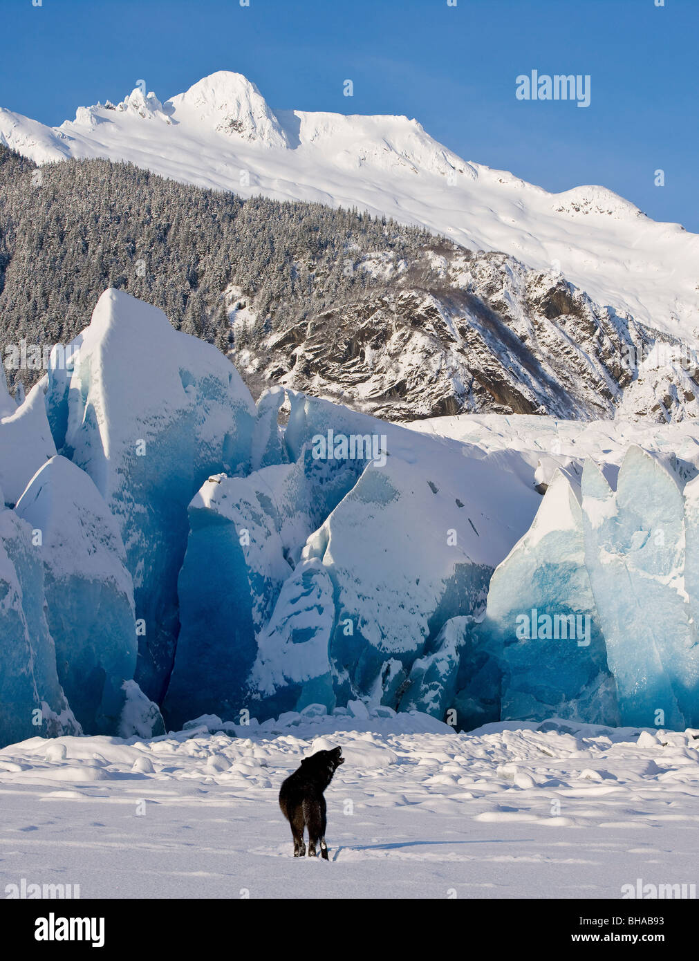 Heulen an einem Winternachmittag ruft ein schwarzer Wolf Pack auf das Gesicht der Mendenhall Gletscher, Tongass Forest, Alaska. Stockfoto