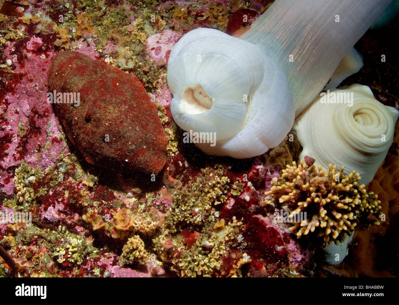 Unterwasser-Blick eines Gumboot Chiton oder riesigen Pazifik Chiton Stockfoto