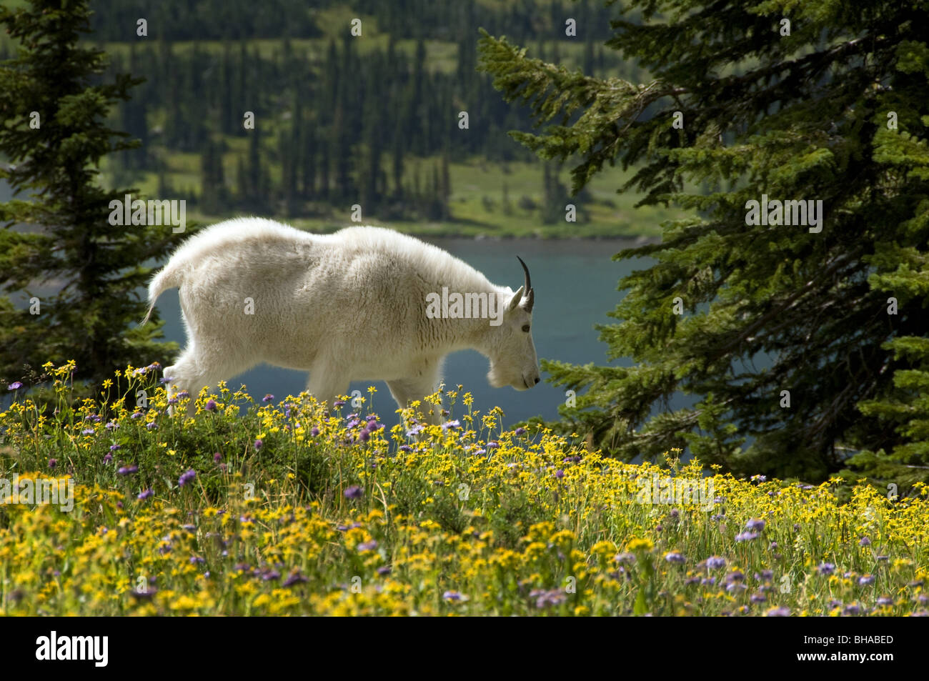 Erwachsenen Mountain Goat stehend ein ein Feld von Wildblumen, Glacier National Park, Montana, Sommer Stockfoto