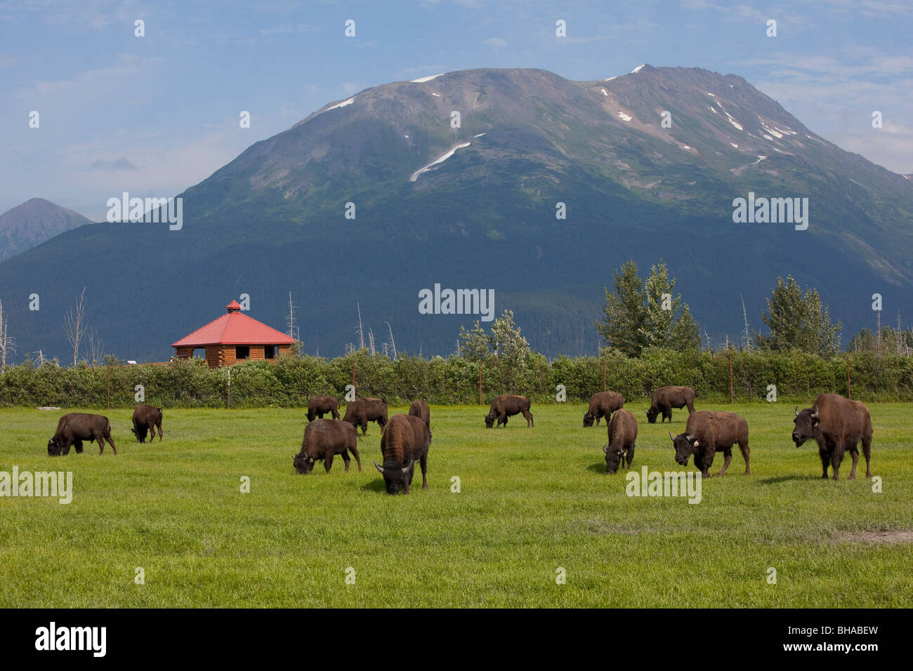 Herde von Plains Bisons auf Rasen, Alaska Wildlife Conservation Center, Yunan Alaska grasen, Sommer, gefangen Stockfoto