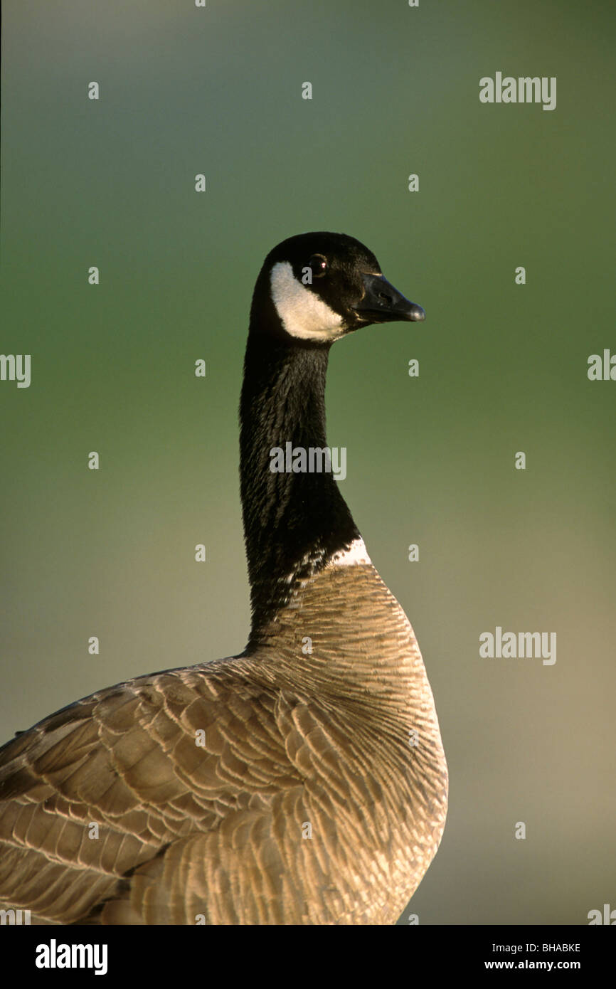 Porträt des SC Kanadische Gans Anchorage in Alaska Stockfoto