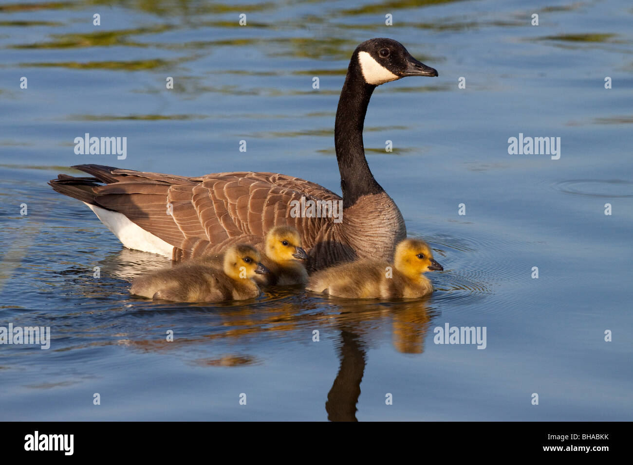 Erwachsenen Kanadische Gans Schwimmen mit drei Neugeborenen Gosling Küken Potter Marsh, Anchorage, Yunan Alaska, Frühling Stockfoto