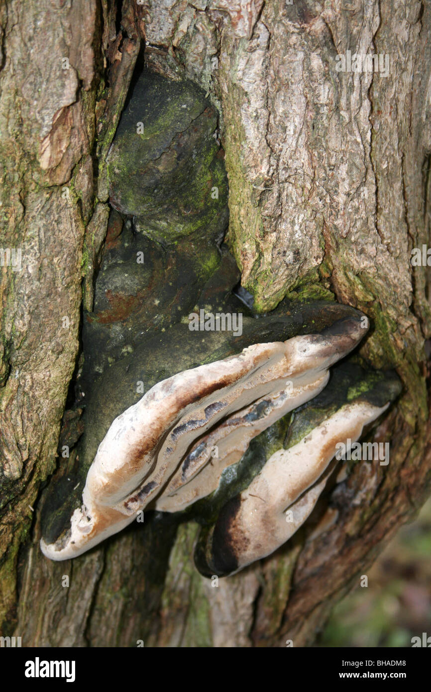 Ganoderma Pilze genommen auf Ellesmere, Shropshire, UK Stockfoto