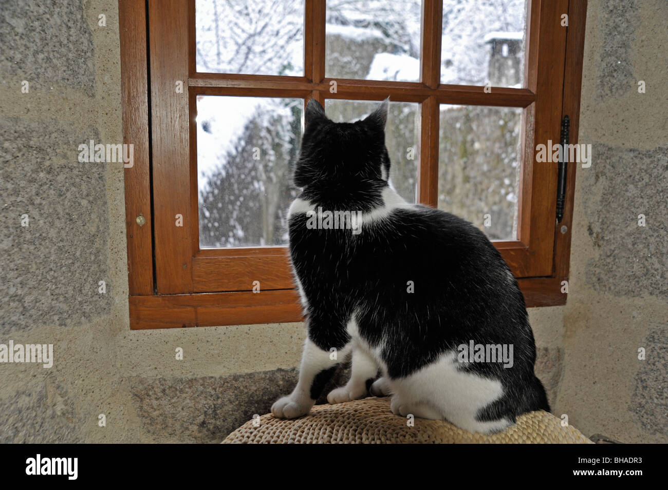 Lustige Tiere Felix Schwarz-Weiß Katze Blick aus Fenster Stockfoto
