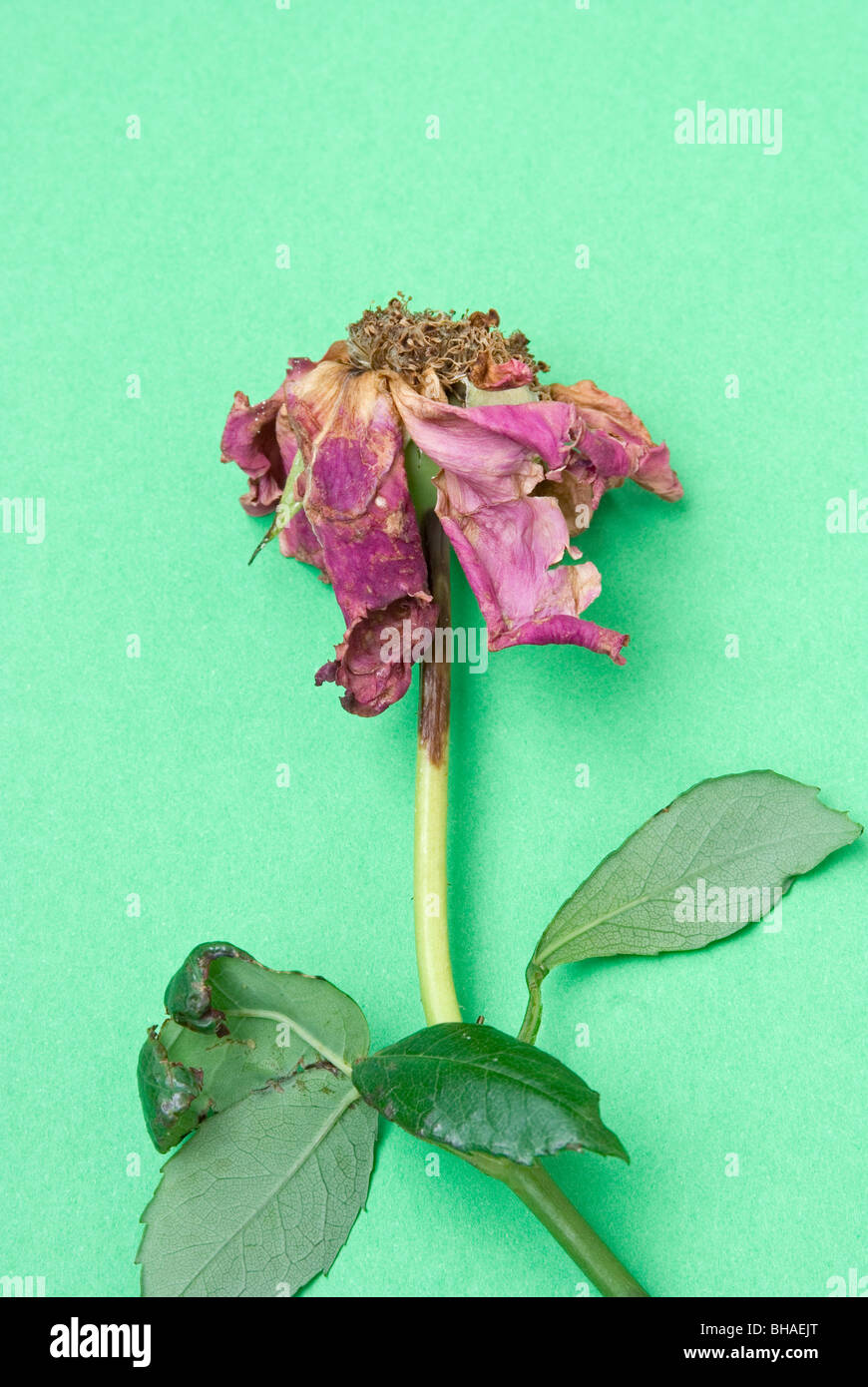 Toten Rose Nahaufnahme Stockfoto