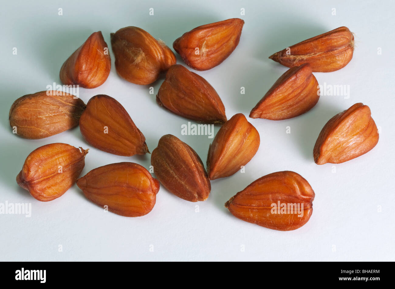 Rotbuche, Buche (Fagus Sylvatica), gehäutet Bucheckern, Studio Bild. Stockfoto