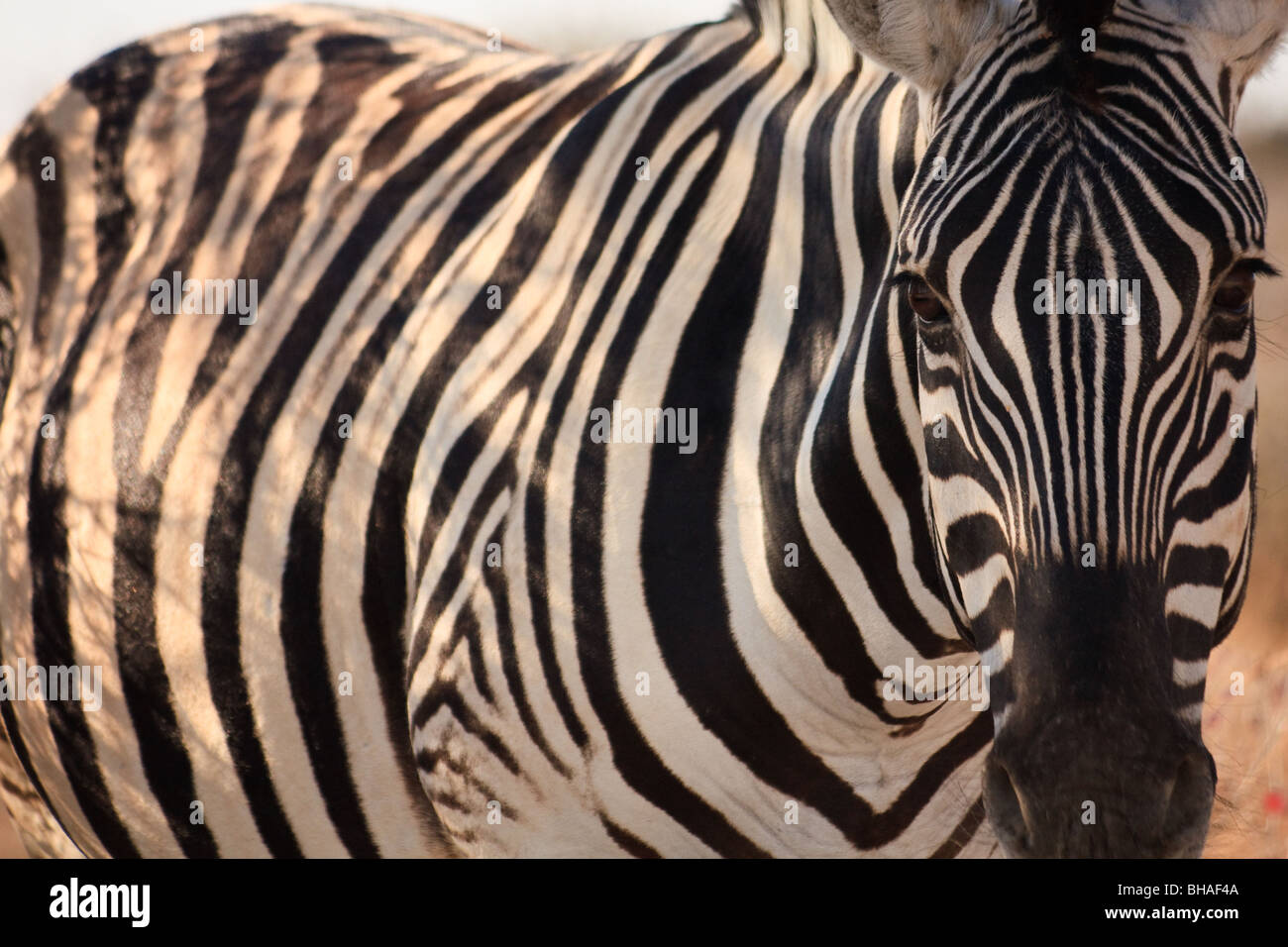 Afrika Tiere Etosha Säugetiere Namibia Zebra Stockfoto