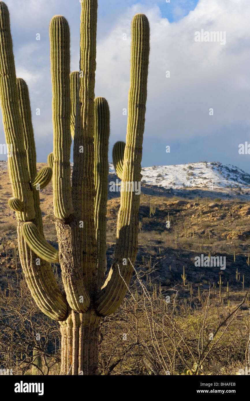 Schnee und Kaktus - unterschiedliche Temperaturen in unterschiedlichen Höhen. Stockfoto