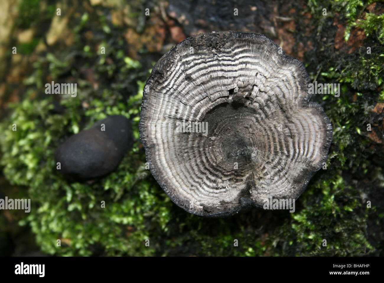 Querschnitt von A King Alfred Kuchen Pilze Daldinia Concentrica wächst auf A bemooste Baum auf Ellesmere, Shropshire, UK Stockfoto