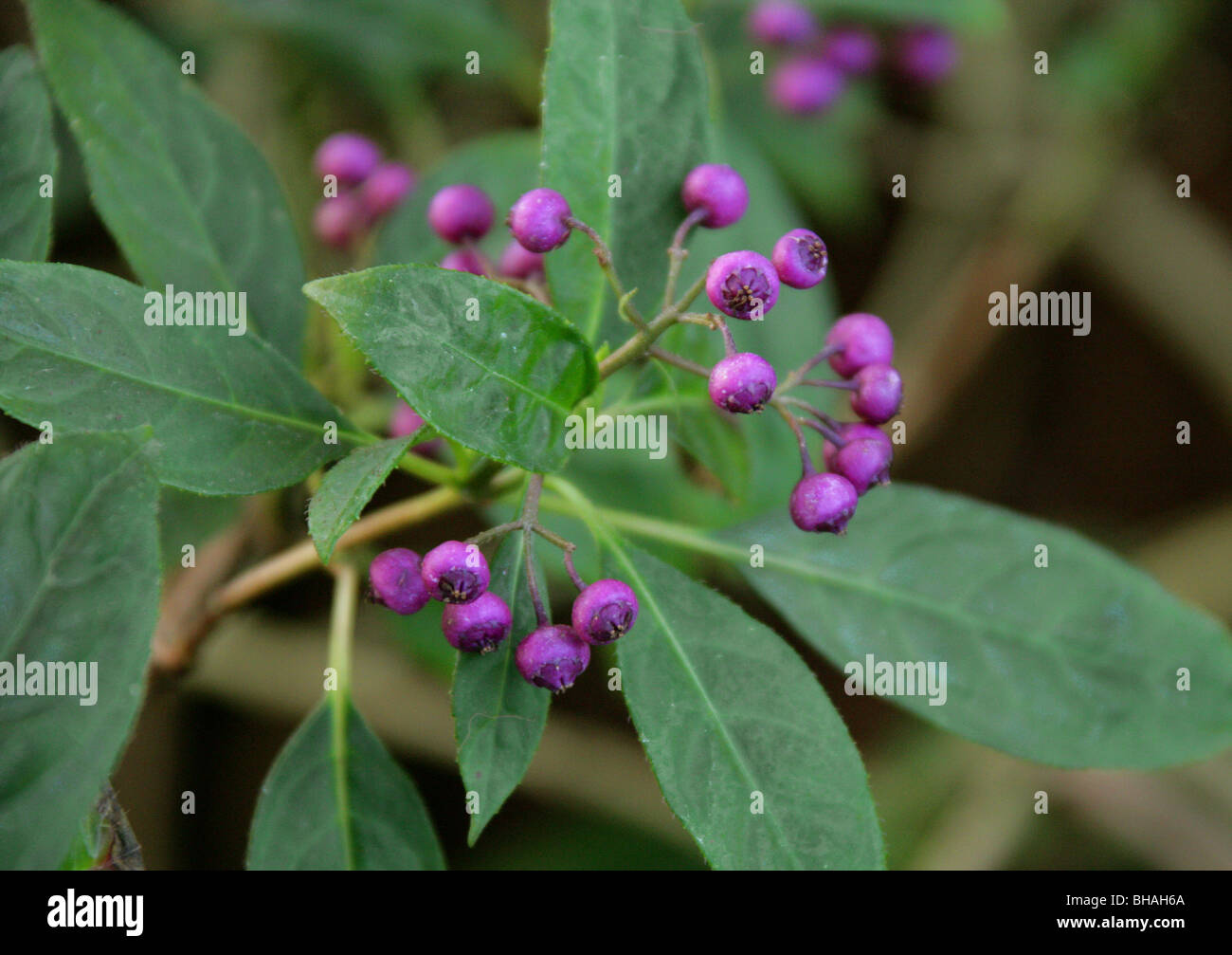 Immergrüne Hortensie Beeren, Dichroa versicolor, Hydrangeaceae, China, Asien Stockfoto