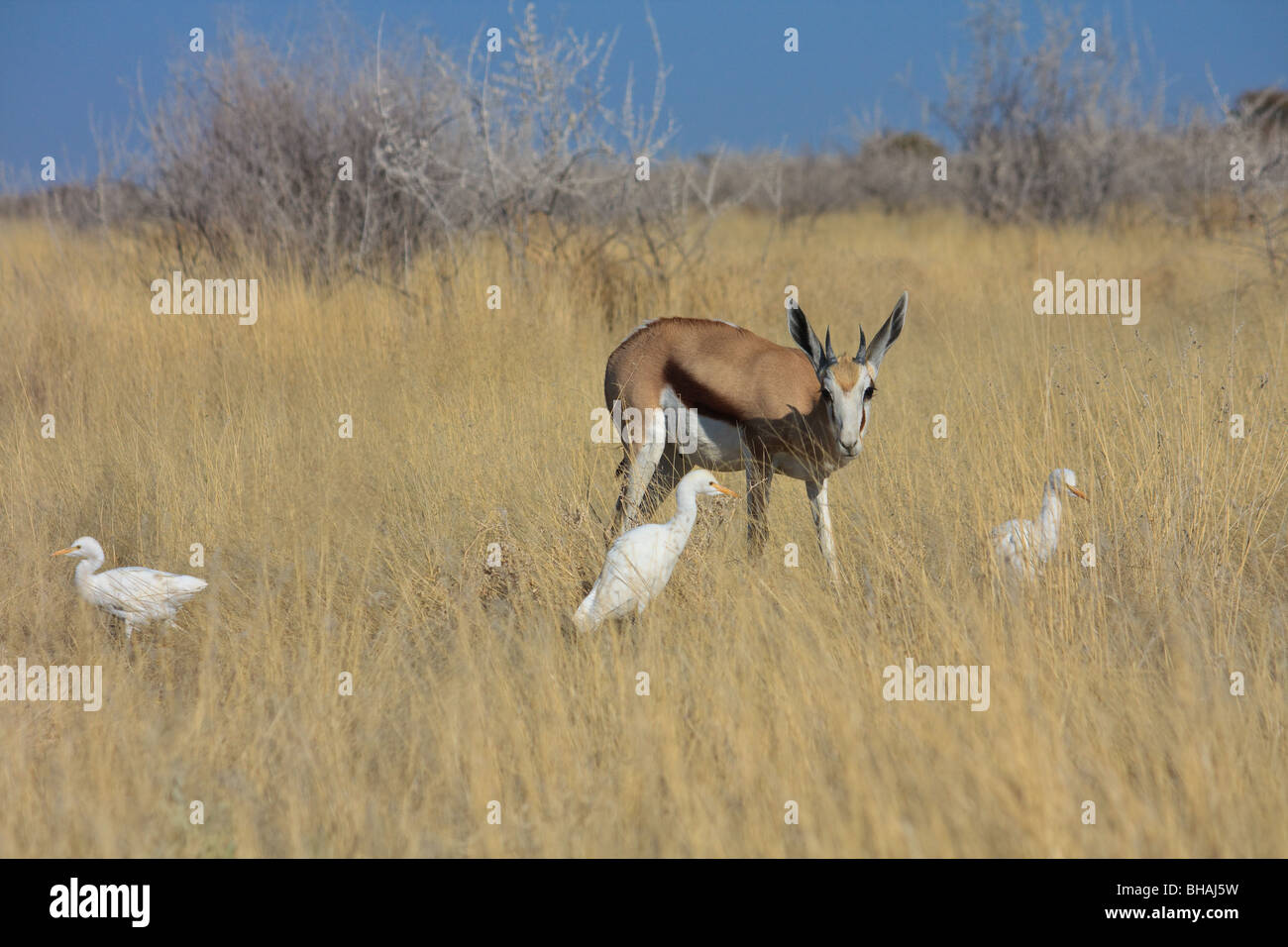 Afrika Vogel Kuhreiher Etosha Namibia Springbok Stockfoto