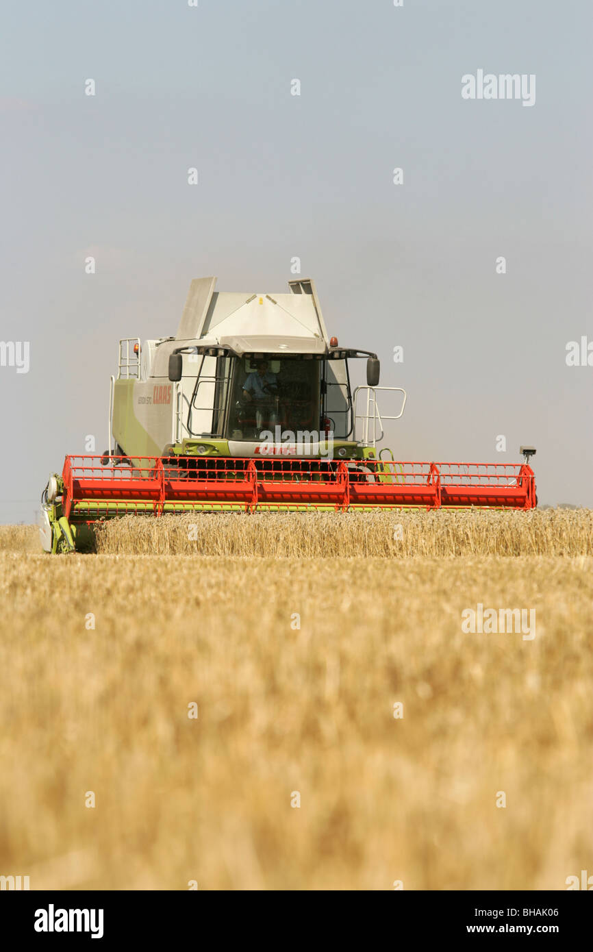 CLAAS Mähdrescher beim Ernten von Weizen Stockfoto