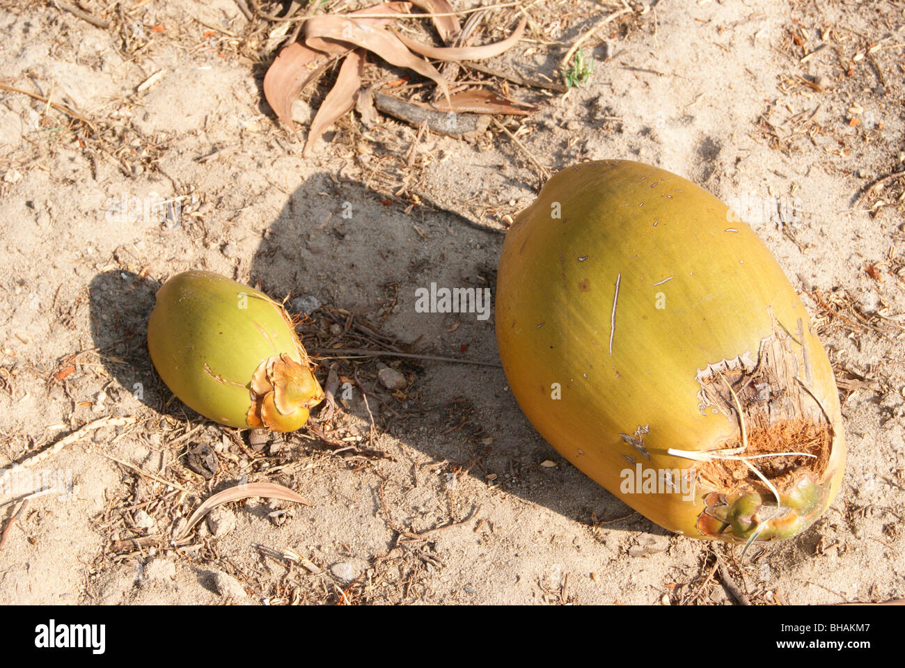 kleine & groß. Kleine & natürlichen Vergleich mit reinen Kokosnuss Stockfoto