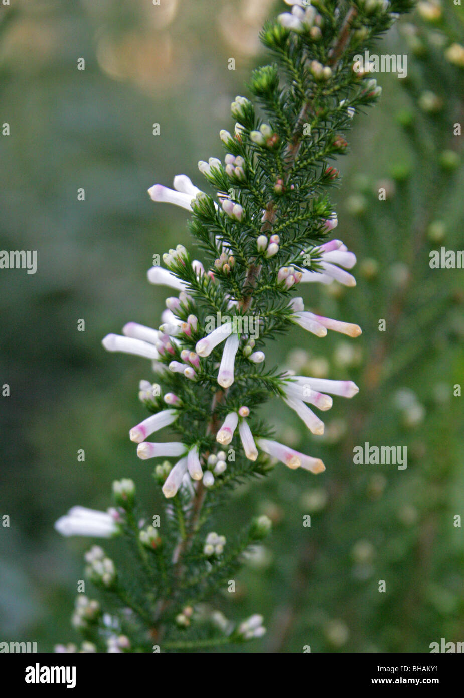 Heather, Erica Colorans 'White Delight', Ericaceae, Südafrika Stockfoto