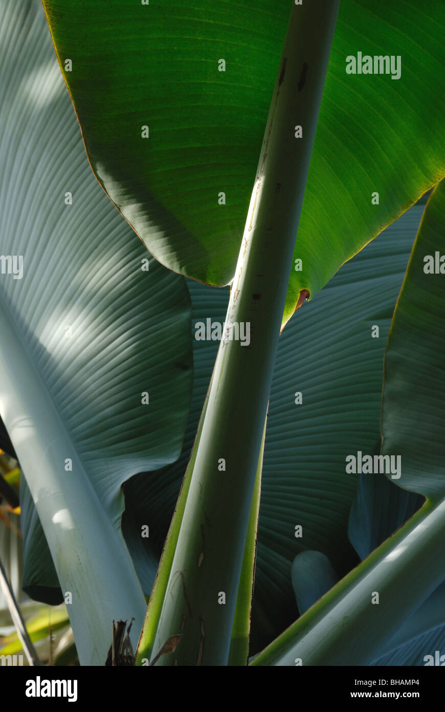 Blätter von einer Bananenpflanze Stockfoto