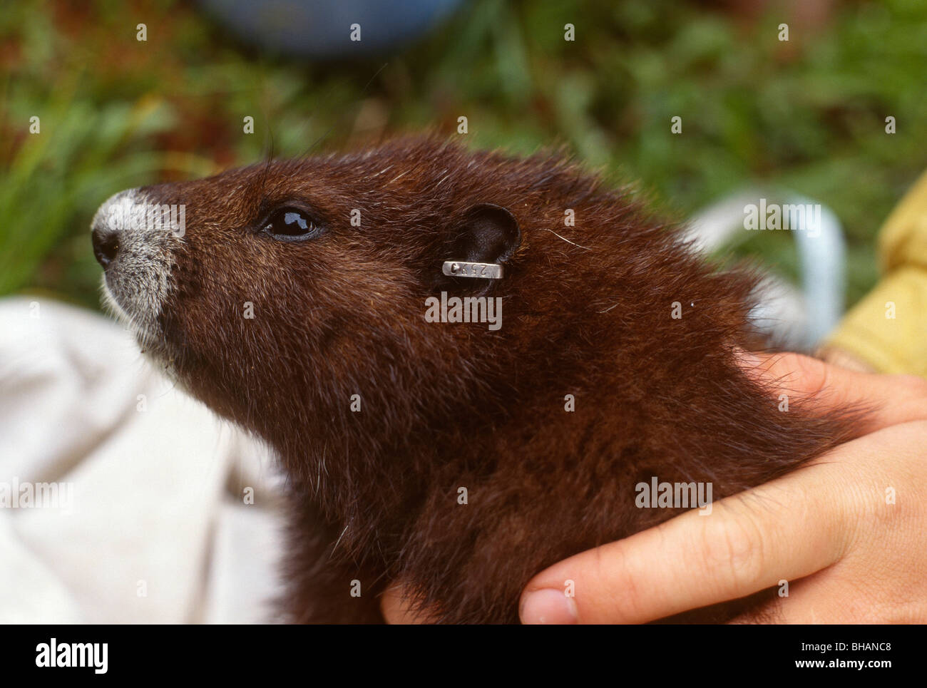 Vancouver Insel Marmot Marmota Vancouverensis Artenschutz mit Ohrmarke Stockfoto