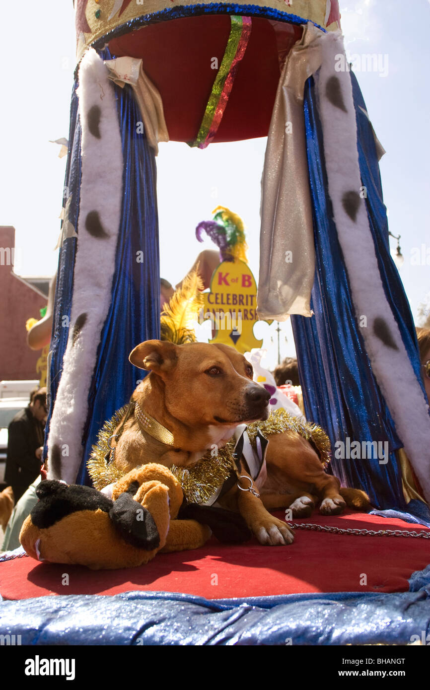 Hund auf einen Schwimmer in New Orleans Barkus Parade. Stockfoto