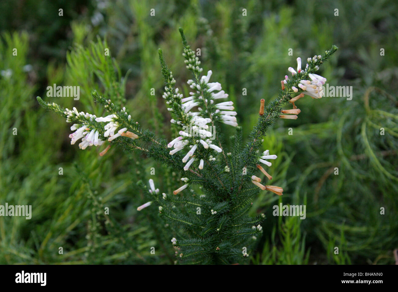 Heather, Erica Colorans 'White Delight', Ericaceae, Südafrika Stockfoto