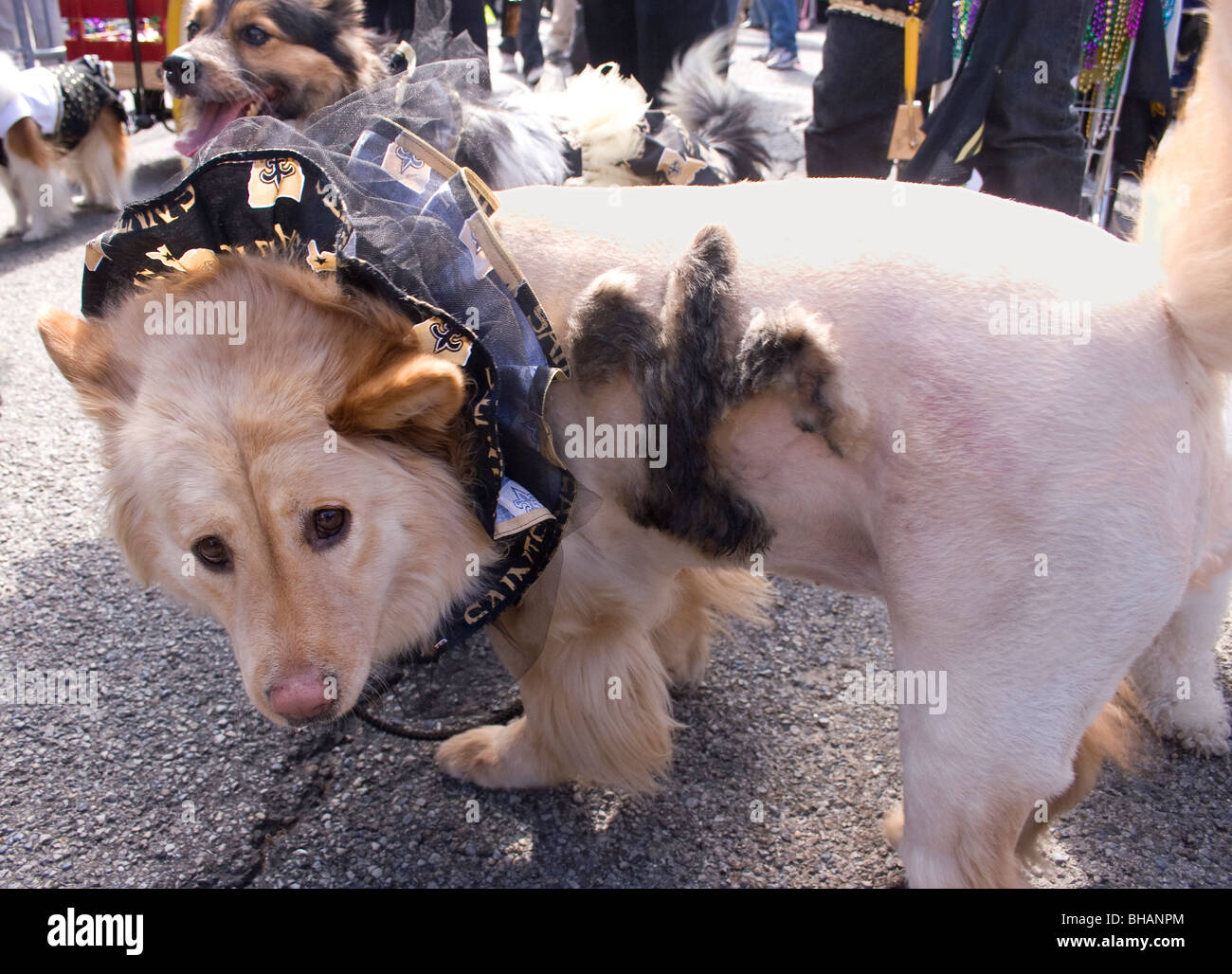 Hund rasiert mit Fleu-de-Lis Heiligen Logo in New Orleans 2010 Barkus Hund Parade. Stockfoto