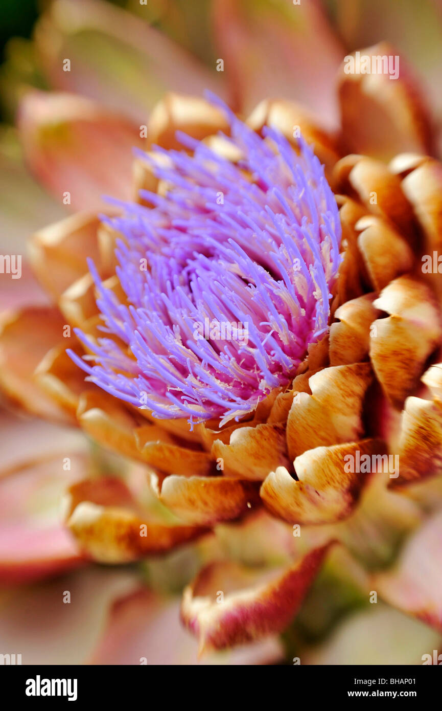 Artischocke mit lebendigen lila Blüte Stockfoto