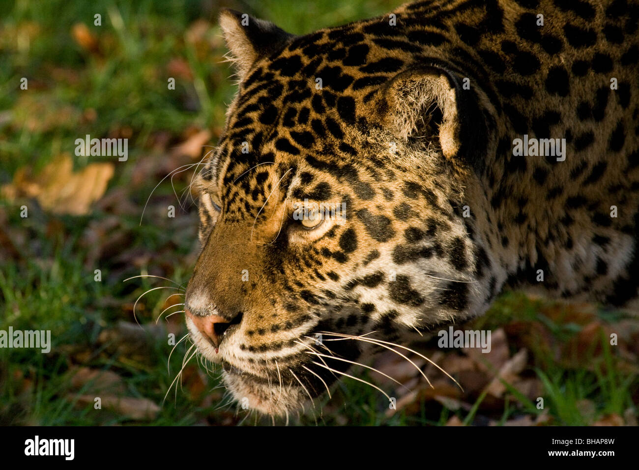 Eine Nahaufnahme des Kopfes Jaguar (Panthera Onca) bei Cromer, Norfolk, England, UK Stockfoto