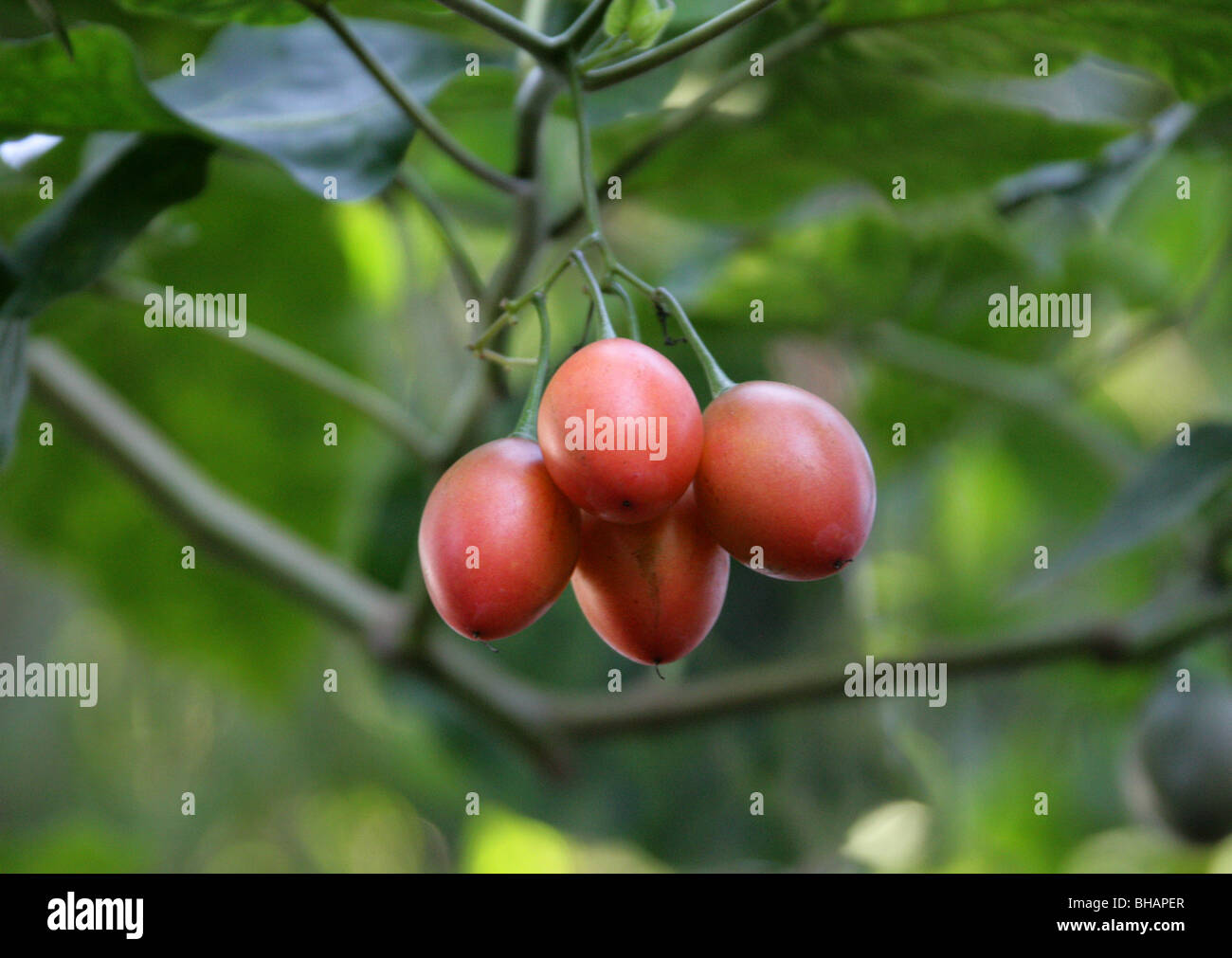 Frucht der Tamarillo oder Baum Tomate, Solanum Betaceum (ehemals Cyphomandra Betacea), Solanaceae, Anden, Südamerika. Stockfoto