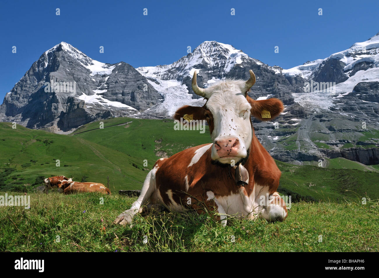 Der Eiger Berg und Alpine Kuh (Bos Taurus) mit Kuhglocke ruht in der Weide,  Schweizer Alpen, Schweiz Stockfotografie - Alamy