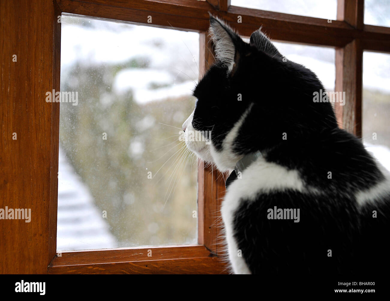 Lustige Tiere Felix Schwarz-Weiß Katze Blick aus Fenster Stockfoto