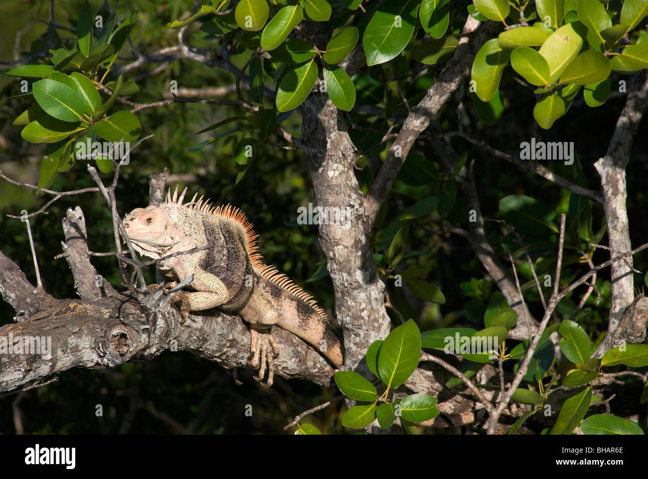 Eine riesige Iguana auf dem Ast auf dem Gipfel Mont-Royal (der höchste Punkt) auf Canouan Island in der Karibik Stockfoto