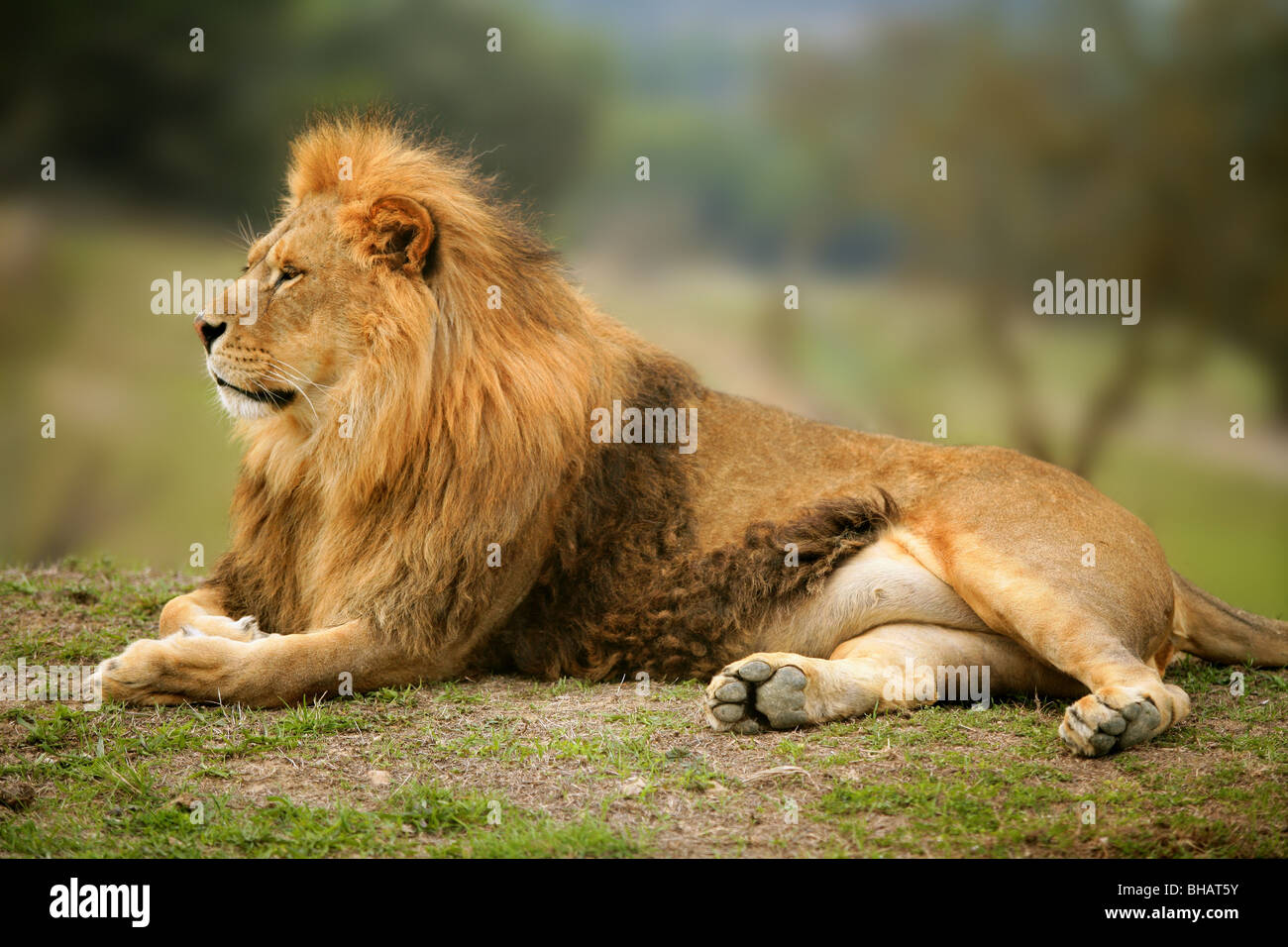 Schöne wilde männliche Tiere Porträt König der Löwen des Dschungels Stockfoto