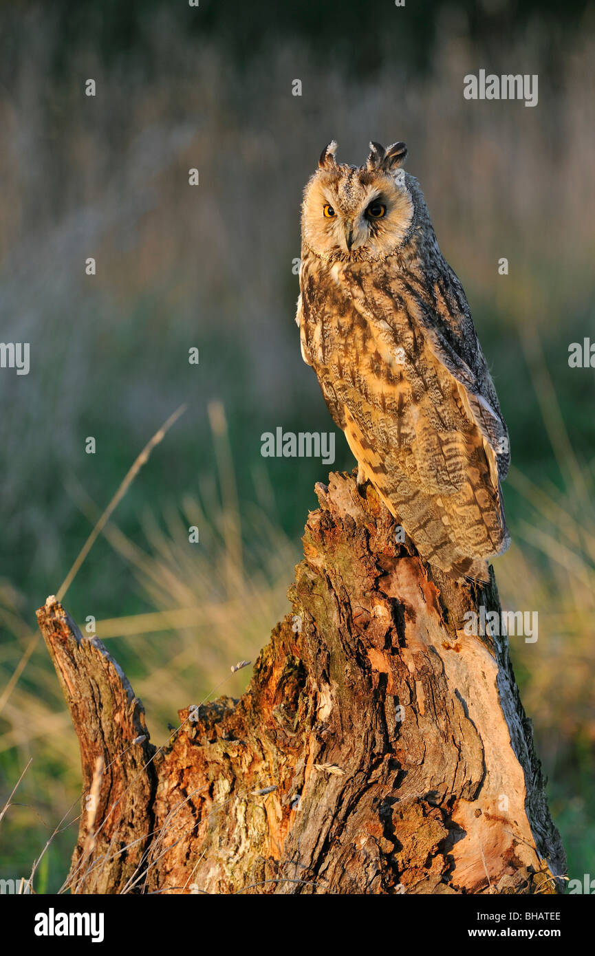 Waldohreule / lange eared Eule (Asio Otus) thront auf Baumstumpf an des Waldes Rand, England, UK Stockfoto