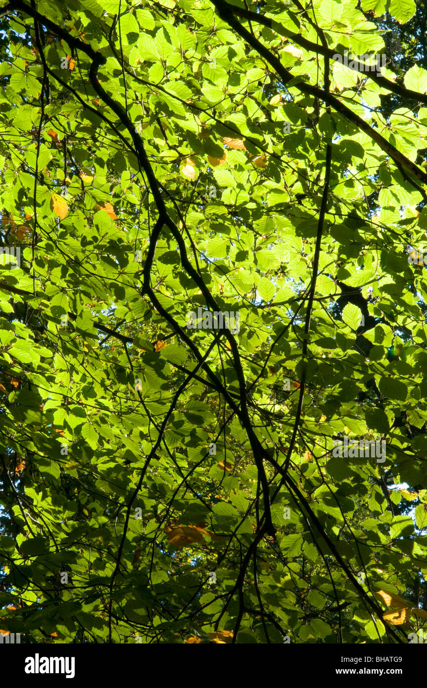 Buche-Blätter Stockfoto