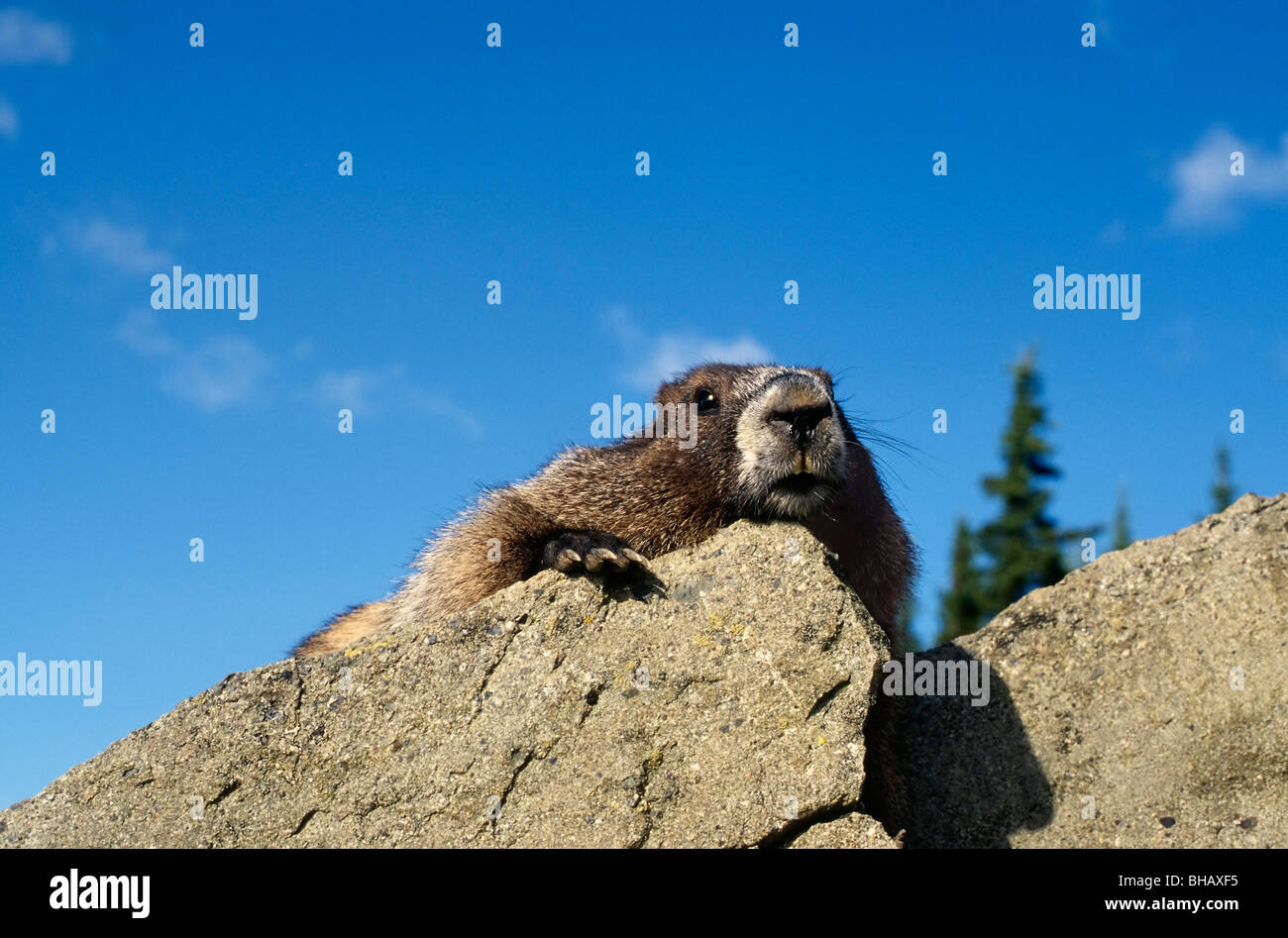Hoary Marmot Marmota caligata Stockfoto