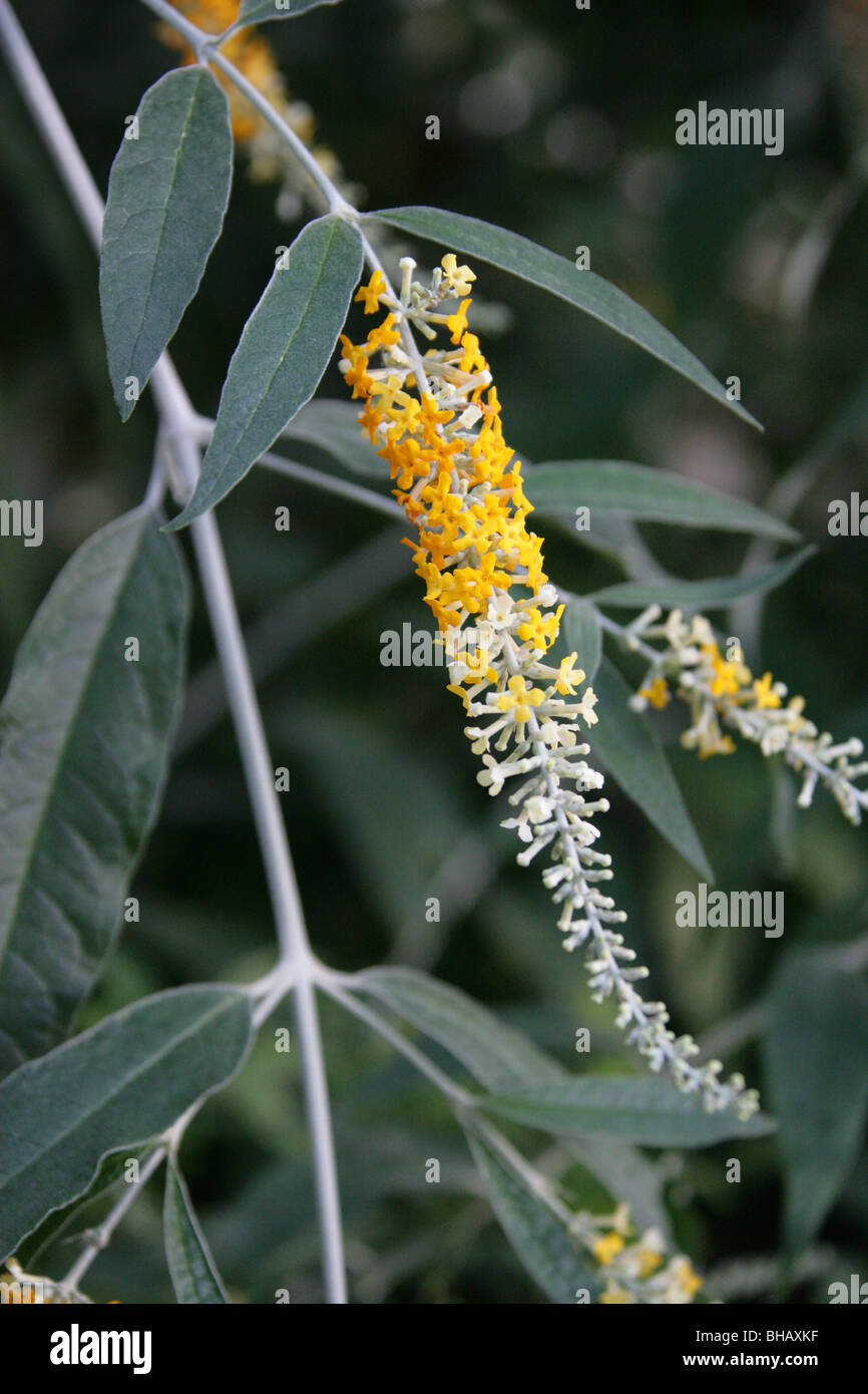 Asiatische Schmetterlingsstrauch, asiatische Schmetterlingsstrauch Dogtail, weiß Schmetterlingsstrauch, Winter lila, Buddleja Asiatica, Scrophulariaceae. Stockfoto