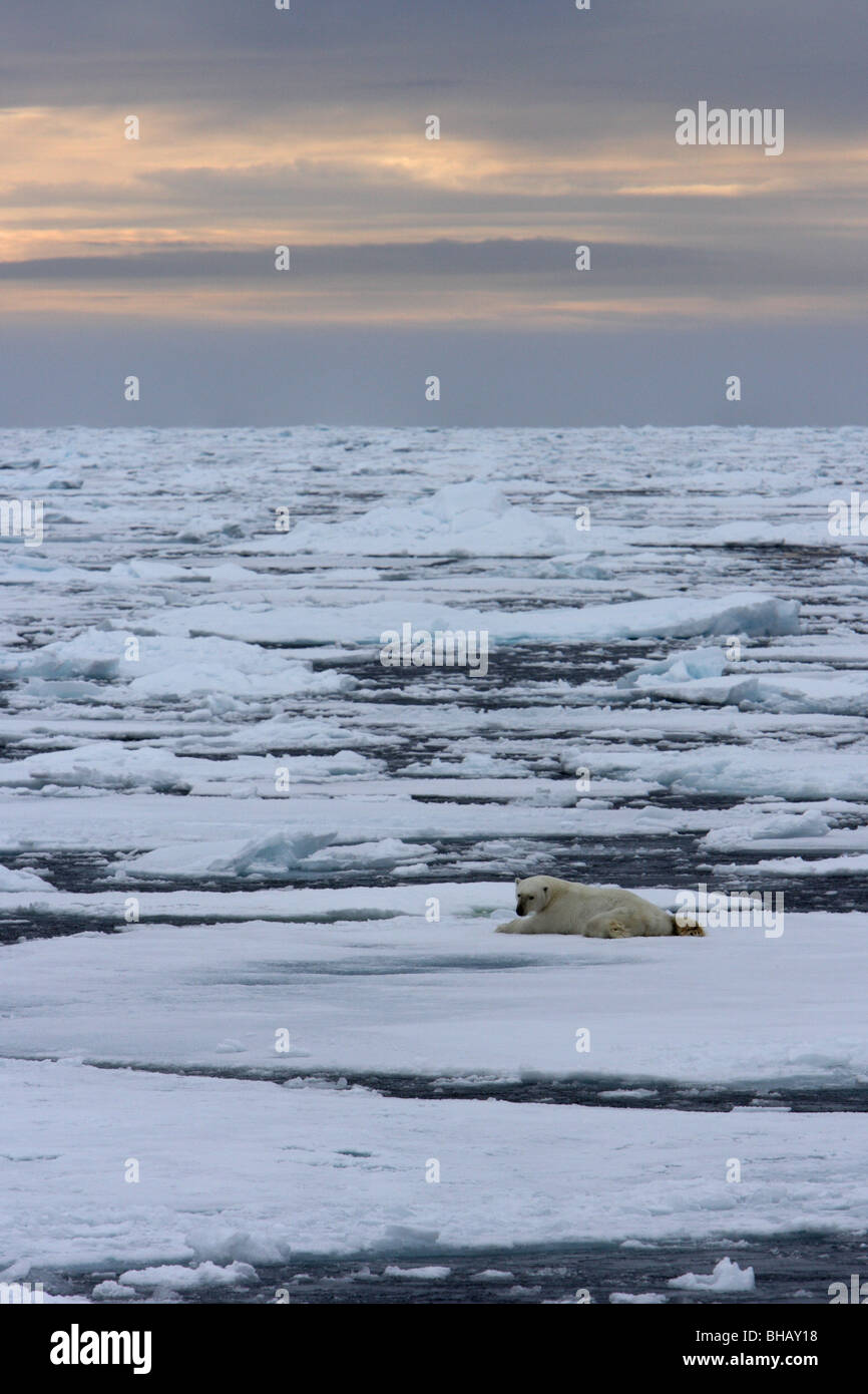 Eisbär Ursus Maritimus mit Blickkontakt auf seinen Bauch ruht auf einem schwimmenden liegt Schnee bedeckten Eis Fluss farbige Himmelshorizont Stockfoto