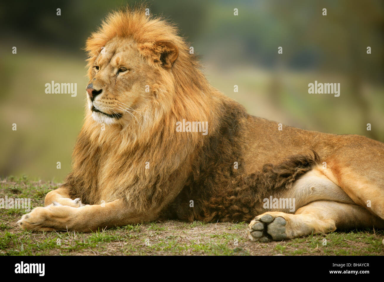 Schöne wilde männliche Tiere Porträt König der Löwen des Dschungels Stockfoto